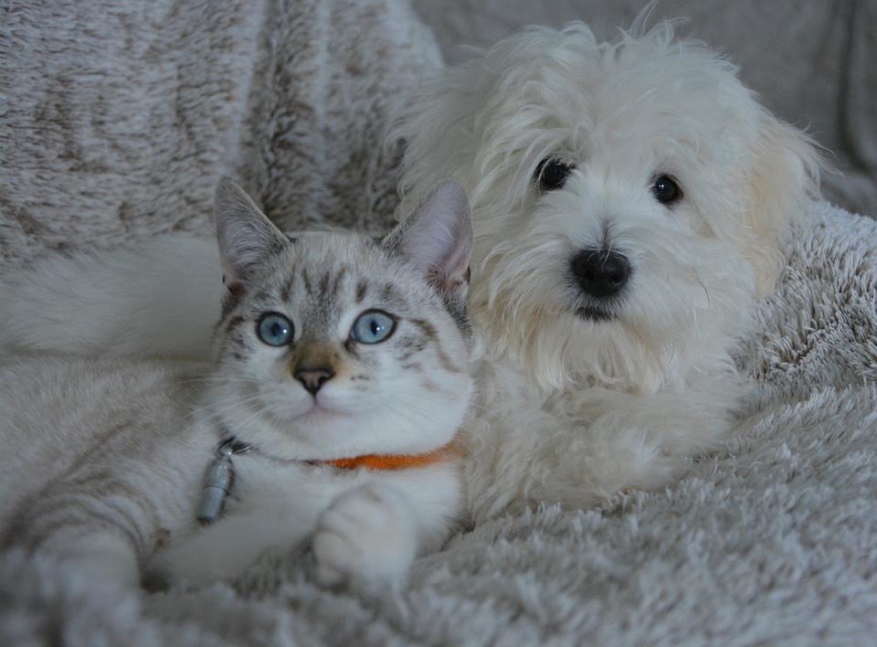 Cat and Dog snuggling